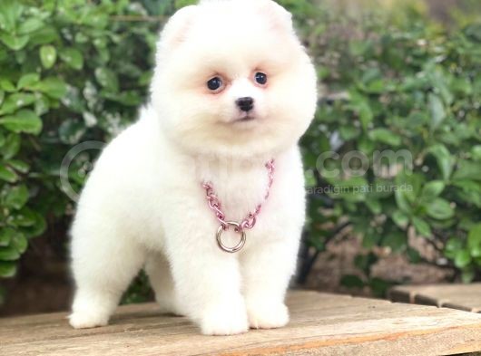 Pomeranian Boo  Dişi &Erkek  Siz Hangisini Istersiniz