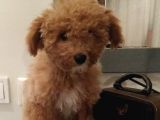 Toy Poodle Dişi 4 Aylik