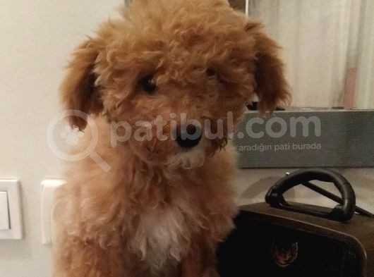 Toy Poodle Dişi 4 Aylik görsel