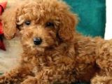 Toy Poodle Dişi 4 Aylik