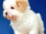 Kış Günü Evinizi Isındıracak Erkek Maltipoo Yavrum