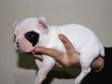Kusursuz French Bulldog Yavru Di̇şi̇leri̇mi̇z Safkan