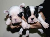 Kusursuz French Bulldog Yavru Di̇şi̇leri̇mi̇z Safkan