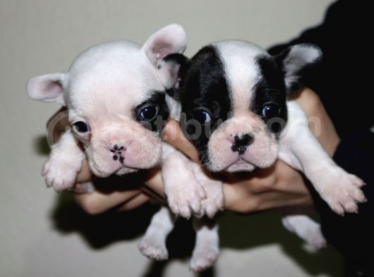 Kusursuz French Bulldog Yavru Di̇şi̇leri̇mi̇z Safkan