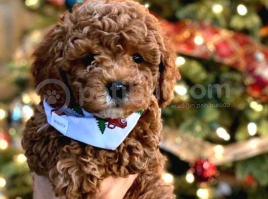 Red Toy Poodle Yavruları görsel