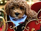 Red Toy Poodle Yavruları