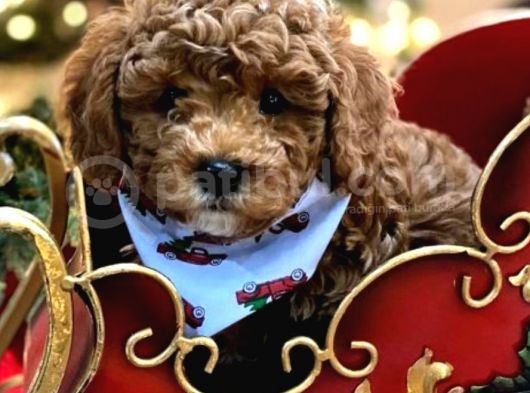 Red Toy Poodle Yavruları görsel