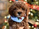 Red Toy Poodle yavruları