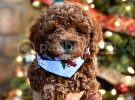 Red Toy Poodle Yavruları