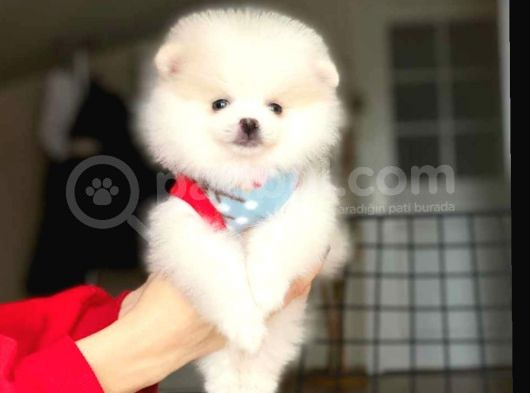 Pomeranian Boo Yavrular görsel