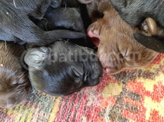 Yeni Doğan Labrador Yavrumuza Yuva Arıyoruz görsel