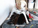 Yeni Doğan Labrador Yavrumuza Yuva Arıyoruz