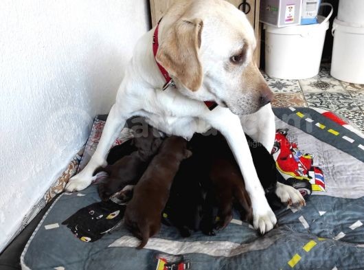 Yeni Doğan Labrador Yavrumuza Yuva Arıyoruz görsel