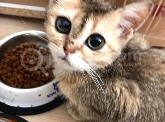 Golden Renkli Scottish Fold  4 Aylık