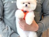 Yavru Patiler Güvencesiyle Pomeranian Yavrular