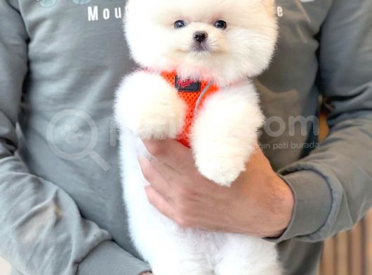 Yavru Patiler Güvencesiyle Pomeranian Yavrular görsel