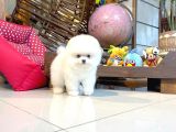 Yavru Patiler Güvencesiyle Pomeranian Yavrular