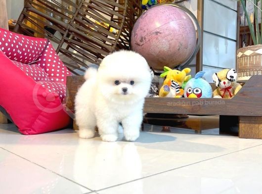 Yavru Patiler Güvencesiyle Pomeranian Yavrular görsel