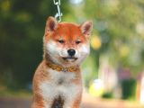 Turkiyede Tek Shiba Inu Yavrularimiz
