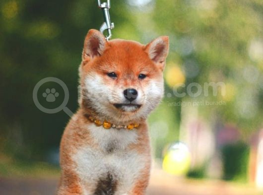 Turkiyede Tek Shiba Inu Yavrularimiz görsel