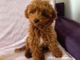 Toy Poodle  Yavrularımız
