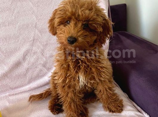 Toy Poodle  Yavrularımız görsel