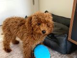 Toy Poodle  Yavrularımız