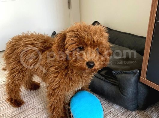 Toy Poodle  Yavrularımız