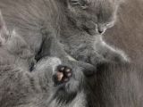 Saf Gri British Shorthair Yavrusu 2.5 Aylık Dişi
