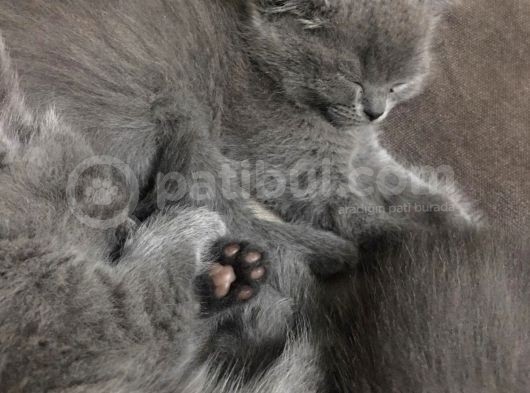 Saf Gri British Shorthair Yavrusu 2.5 Aylık Dişi