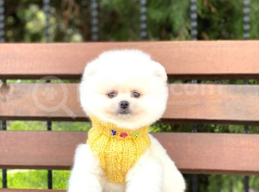 Ayıcık Surat Pomeranian Boo Yavrumuz görsel