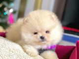 Ayı Surat Sevimli Boo Pomeranian Yavrular