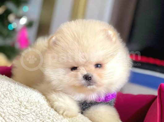Ayı Surat Sevimli Boo Pomeranian Yavrular görsel