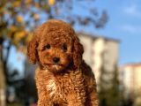 Bebek Surat Toy Poodle Yavrularimiz