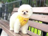 Ayıcık Surat Pomeranian Boo Yavrumuz