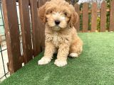 F2 Orjinal Maltipoo Yavrular Muhtesem