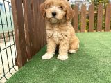 Orjinal F2 Jenerasyon Maltipoo Yavrularimiz