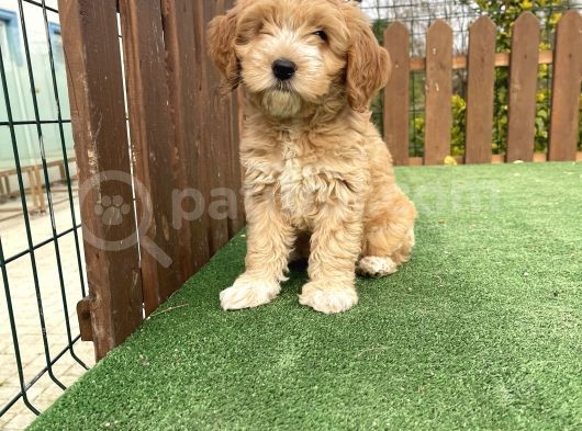 Orjinal F2 Jenerasyon Maltipoo Yavrularimiz görsel