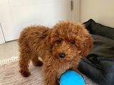Toy Poodle  Yavrularımız