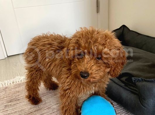 Toy Poodle  Yavrularımız görsel