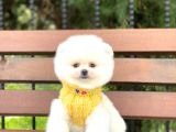 Pomeranian Boo Teddy Face Erkek Yavrumuz