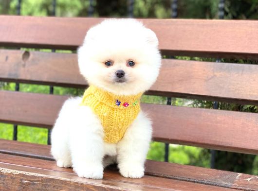 Ayıcık Surat Pomeranian Boo Yavrumuz görsel