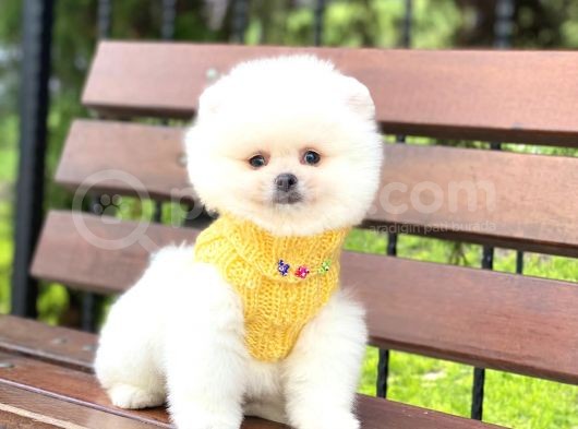 Ayıcık Surat Pomeranian Boo Yavrumuz görsel