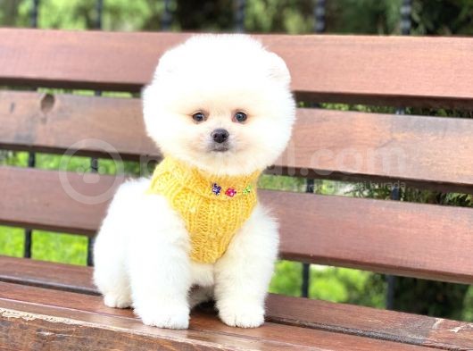 Pomeranian Boo Teddy Face Erkek Yavrumuz görsel
