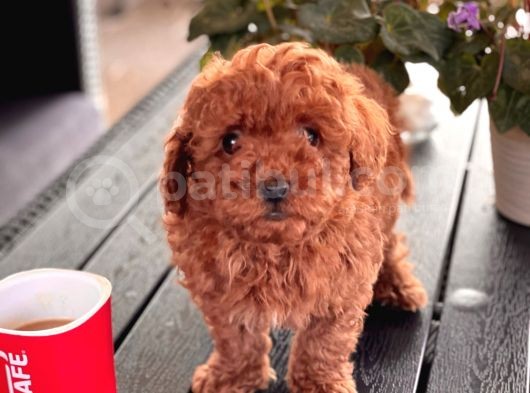 Poodle Toy Yavrularimiz görsel