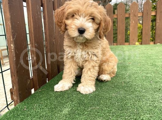Orjinal F2 Jenerasyon Maltipoo Yavrularimiz