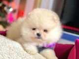 Ayı Surat Sevimli Boo Pomeranian Yavrular