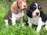 Basset Hound Cinsi  Yavrular