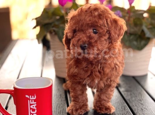 Poodle Toy Yavrularimiz