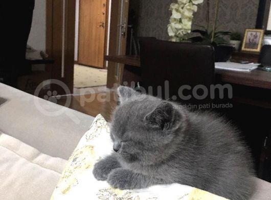 Saf Gri British Shorthair Yavrusu 2.5 Aylık Dişi görsel